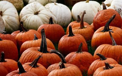 fall market forecast